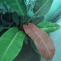 فیلدندرون پرتقالی