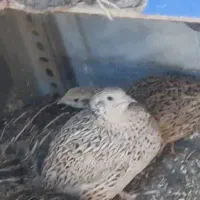 بلدرچین نر و ماده|حیوانات مزرعه|بروجرد, |دیوار