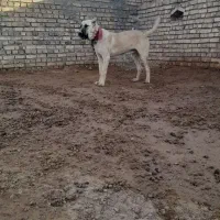 واگذاری توله ۶ماه