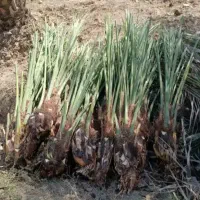 پاجوش سعمران وگنطار