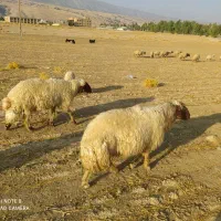دوعدد قوچ