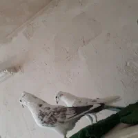 کفتر|پرنده|قم, انصارالحسین|دیوار