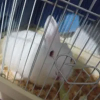 خرگوش