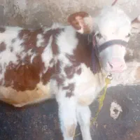 گاو و گوساله ماده مالچه پر شیر|حیوانات مزرعه|کرمانشاه, |دیوار