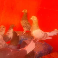 کفتر شازده سرور|پرنده|صفادشت, |دیوار