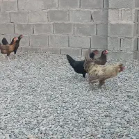 فروش چهار ماده مرغ تخم گذار بایک خروس سلطان