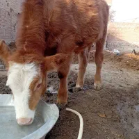 گوساله نر سیمیتال قرمز|حیوانات مزرعه|بناب, |دیوار