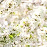 گوشی موبایل گمشده