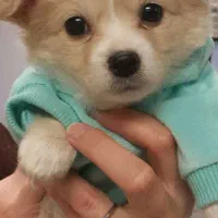 سگ شیتزوکراس ریزعروسکی اپارتمانی