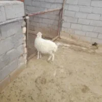 بره ماده