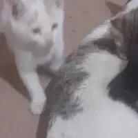 حمایت از بچه گربهای دوماهه به صورت رایگان|گربه|شهریار, شهریار|دیوار