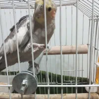 عروس هلندی نر|پرنده|اسلام‌شهر, شهرک مصطفی خمینی|دیوار