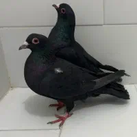 زرد دم سفید و کلاغ کوگ|پرنده|کرمان, |دیوار