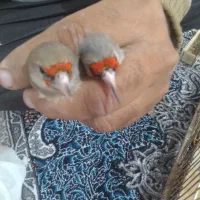 خرید و فروش سهره