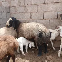 بزبا کهره ..قوچ|حیوانات مزرعه|کرمان, |دیوار