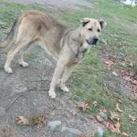 سک نر 17ماهه