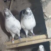 کبوتر|پرنده|مینودشت, |دیوار