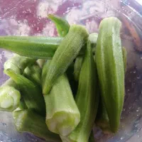 بامیه تازه چین سرزمین