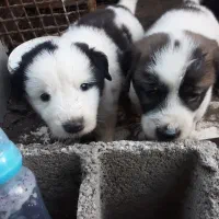 توله الابای نرو ماده