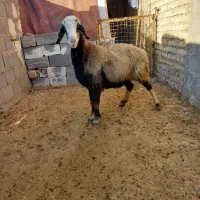 میش فروشی|حیوانات مزرعه|دهدشت, |دیوار