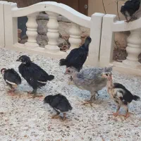 جوجه|حیوانات مزرعه|شیراز, بهارستان|دیوار