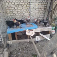 مرغ و خروس پاکوتاه کاکلی و پاپر|حیوانات مزرعه|بندر گز, |دیوار