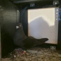 سالم|پرنده|کشاورز, |دیوار