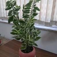 فروش گل اونیموس
