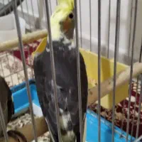 جوجه عروس هلندی