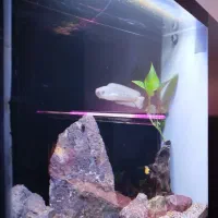 ۲ عدد آکواریوم ریملس بکسامپ و ۲ عدد چانا هایفمن|ماهی|تهران, آسمان|دیوار