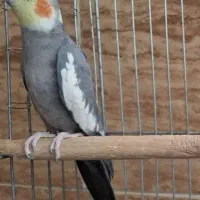 عروس هلندی توسی