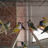 جوجه فنج گلدین|پرنده|اصفهان, ارغوانیه|دیوار