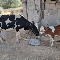 گاودورگ گوساله ماده|حیوانات مزرعه|اندیکا, |دیوار