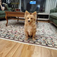 پامرین ۹ماه نر