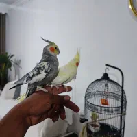 3عدد عروس لوتیون سخنگو دستی