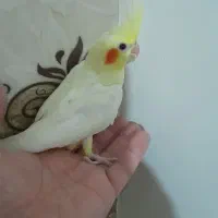 جوجه عروس هلندی سرلاکی و نرمه خور لوتینو