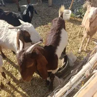 دوتا گیسه پاکستانی قیمت دوتا 15تومن|حیوانات مزرعه|قلعه گنج, |دیوار