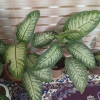 دیفن|گل و گیاه طبیعی|نمین, |دیوار