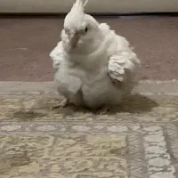 ۲ عدد عروس هلندی خاص