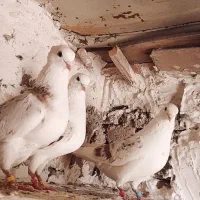 پرنده|پرنده|خرمآباد, |دیوار