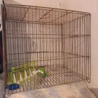 یک عدد قفس سهره فارسان