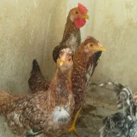 مرغ وخروس|حیوانات مزرعه|تهران, آهنگ|دیوار