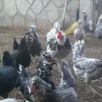 تخم نطفه دار مرغ و خروس گلین فول طوسی