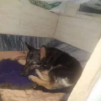 توله سگ ژرمن