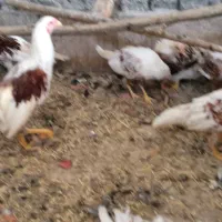 یوکوهاما دوکت