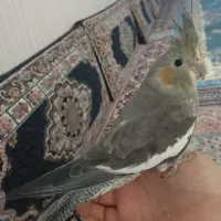 عروس هلندی