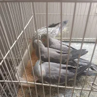 عروس هلندی|پرنده|مشهد, فاطمیه|دیوار