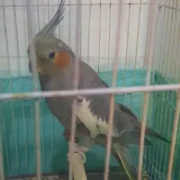 عروس هلندی ماده دستی|پرنده|اشتهارد, |دیوار