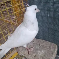 پرنده پیدا شده