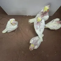 عروس هلندی